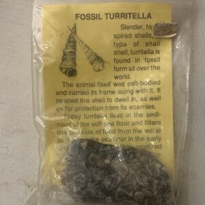Natural Fossil Turritella Decor